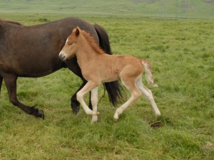 Demantur heimasíðu 3