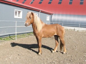 Demantur heimasíðu